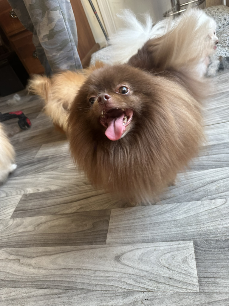 Brush Service on dog
