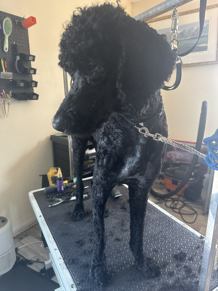 Haircut service on dog