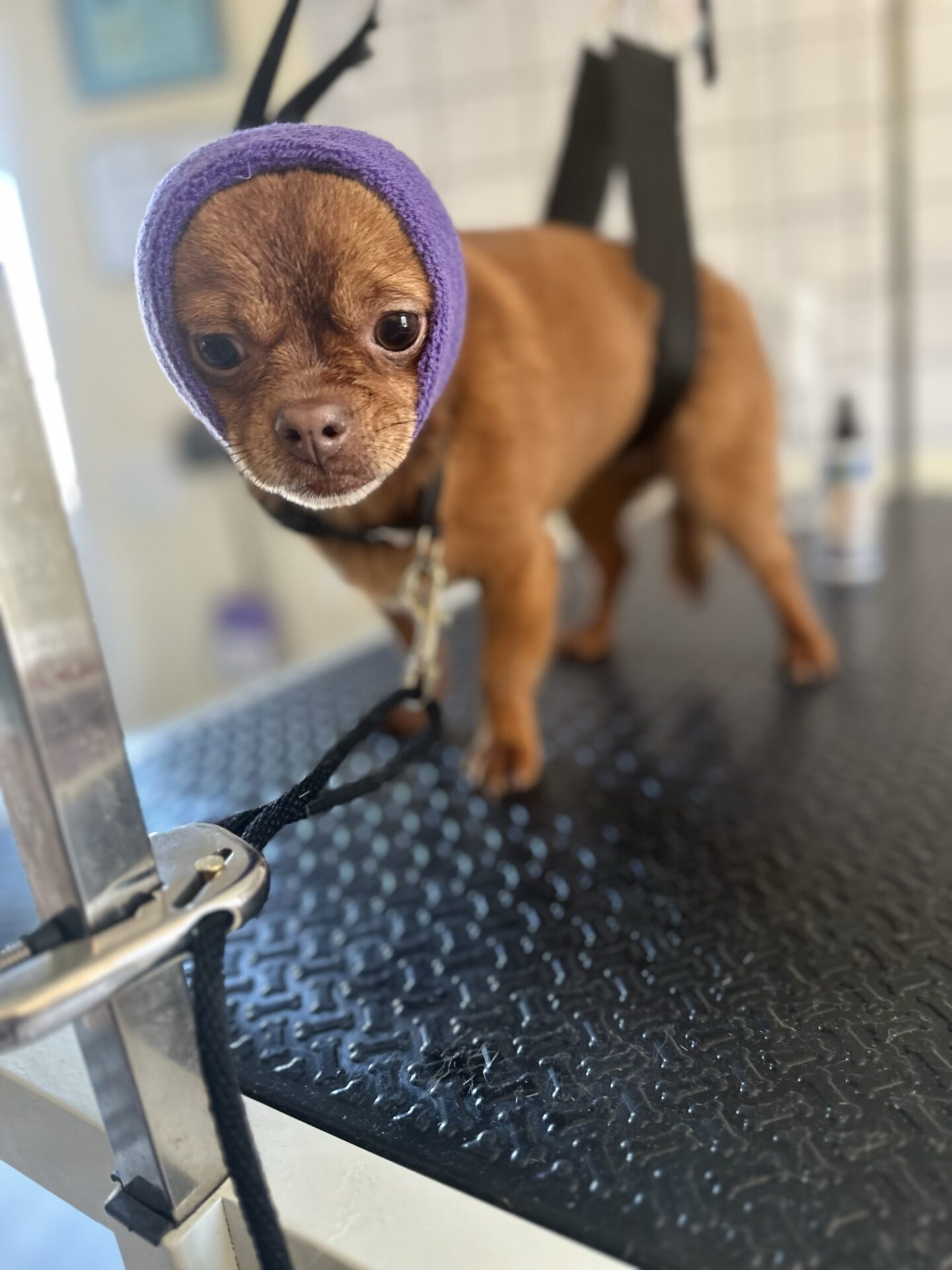 Nails Service on dog