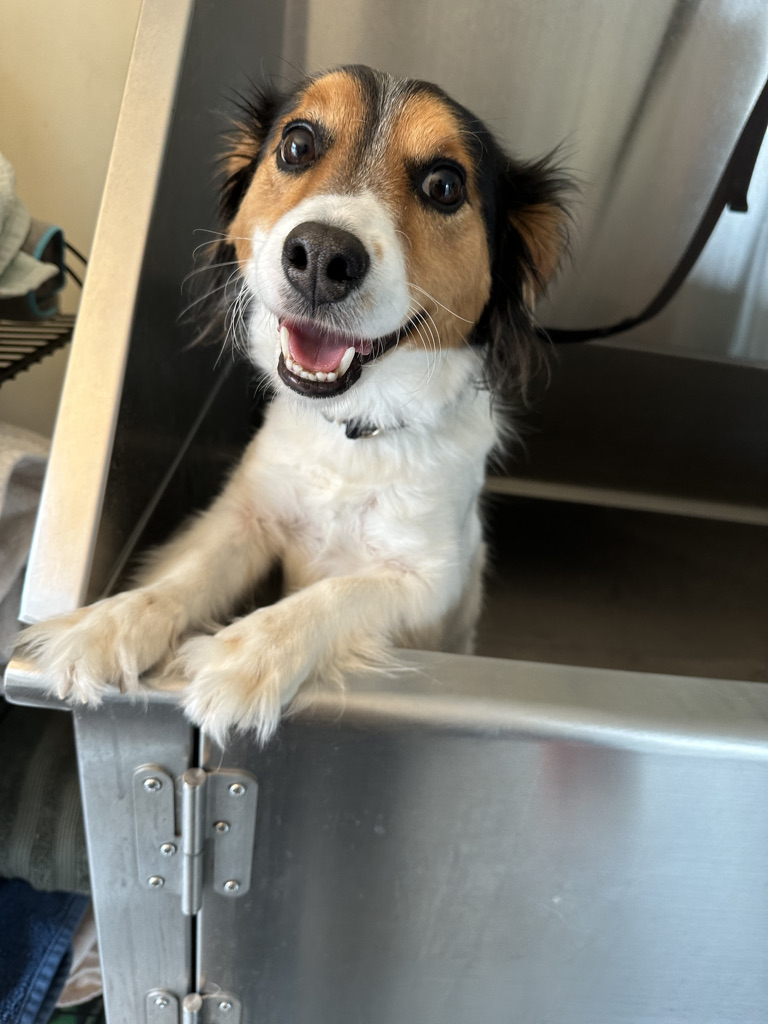 Wash Service on dog